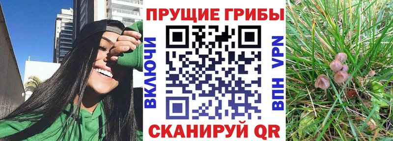 Галлюциногенные грибы GOLDEN TEACHER  где купить наркоту  Дудинка 